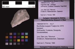 Foto (Objekt + Etiketten) von Munitheites kuepperi (Fraaije et al., 2019) (NHMW-GEO-1990-0041-0170)